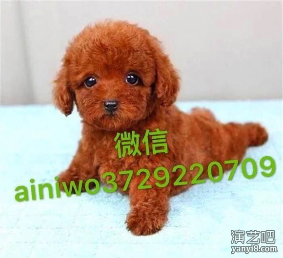 寻找爱人女士领养狗狗